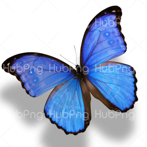 blue butterfly png Transparent Background Image for Free