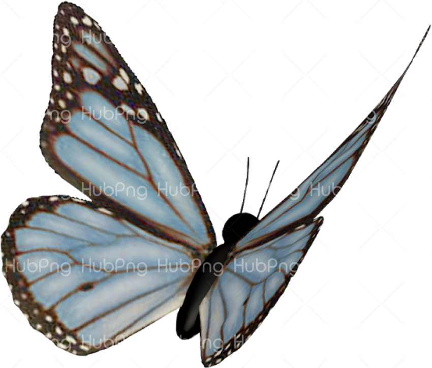 borboleta desenho Transparent Background Image for Free