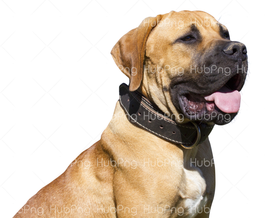 brown dog png Transparent Background Image for Free
