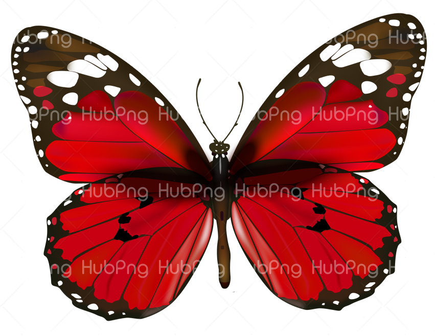 butterfly png red and black Transparent Background Image for Free