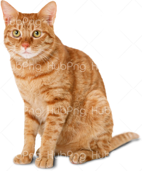 cat photo png Transparent Background Image for Free