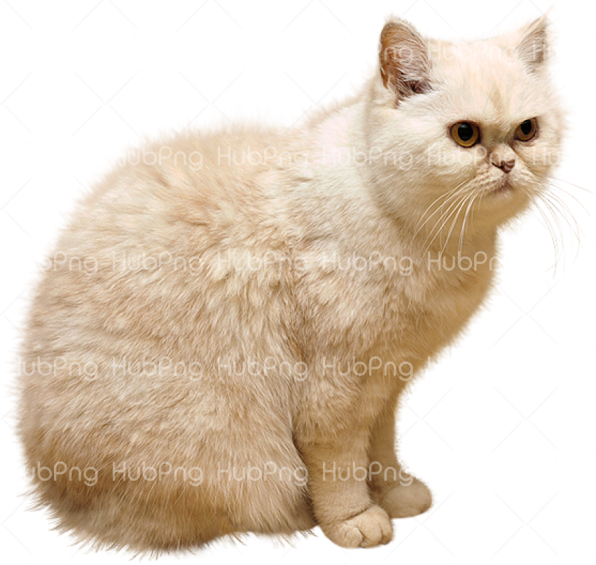cat png Transparent Background Image for Free