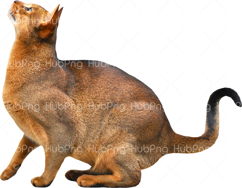 cat png look up Transparent Background Image for Free