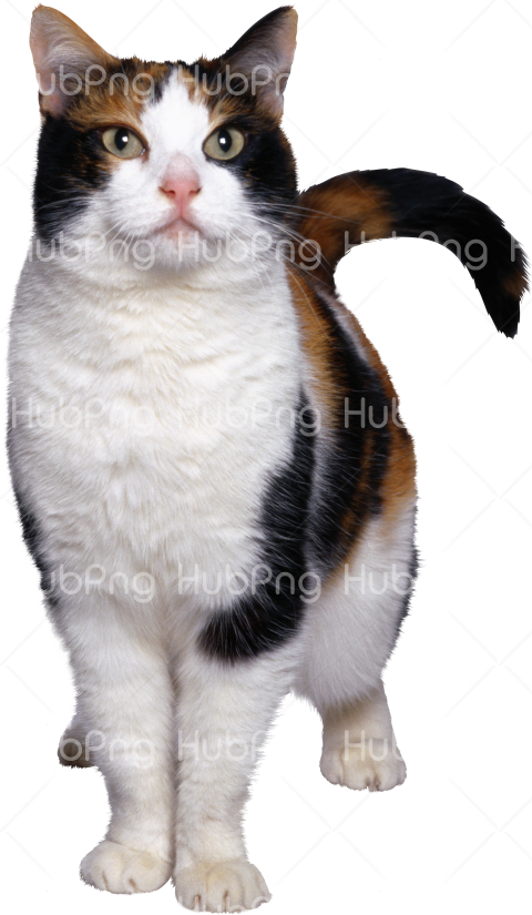 cat png transparent Transparent Background Image for Free