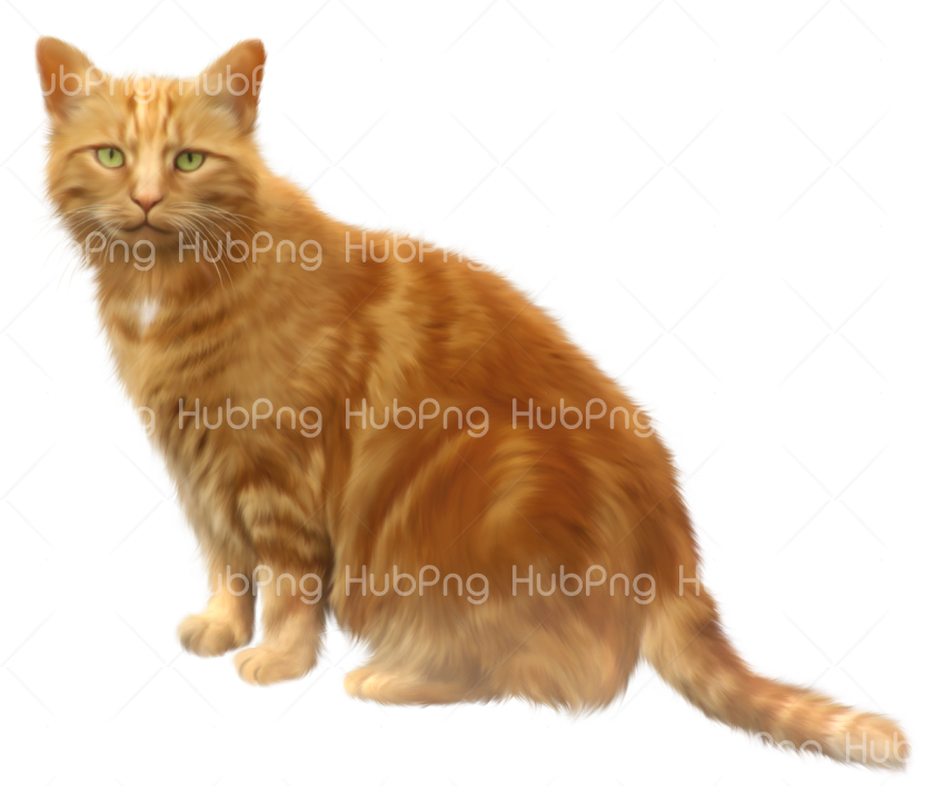 cat whiskers png Transparent Background Image for Free