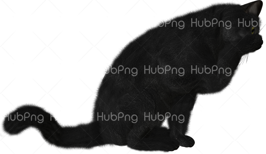 dark black cat png Transparent Background Image for Free