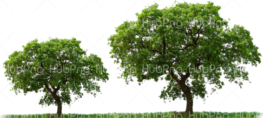 des arbres png tree Transparent Background Image for Free