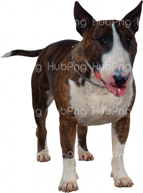 dog png Transparent Background Image for Free