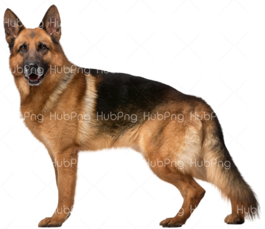 dog png police Transparent Background Image for Free