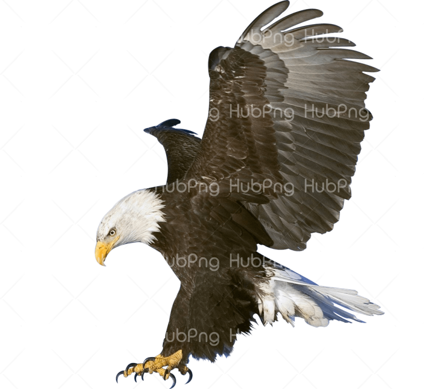 eagle png Transparent Background Image for Free