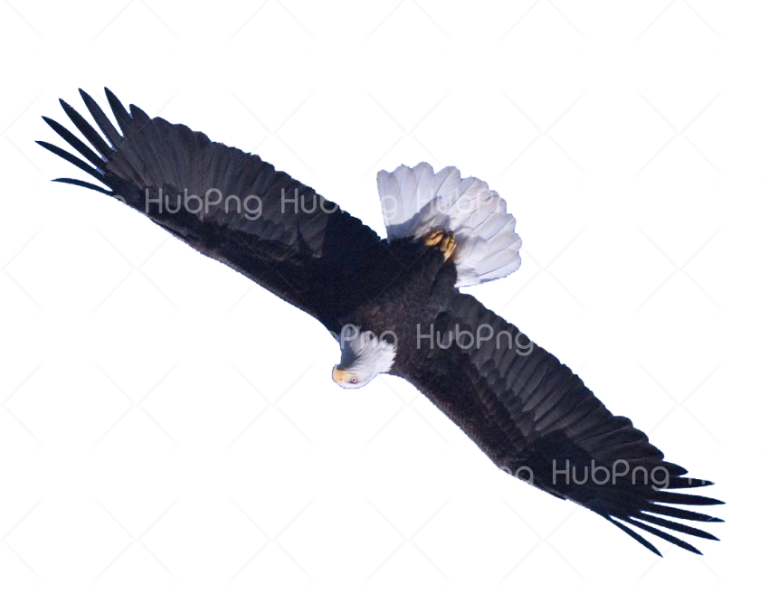 Download eagle png flying Transparent Background Image for Free
