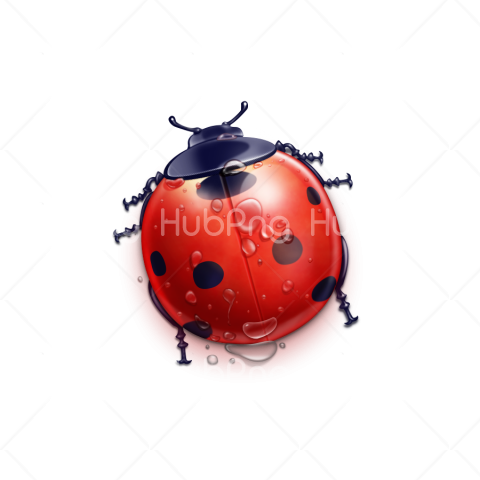 ladybug png hd Transparent Background Image for Free