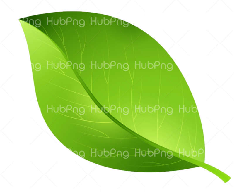 leaf clipart png hd Transparent Background Image for Free