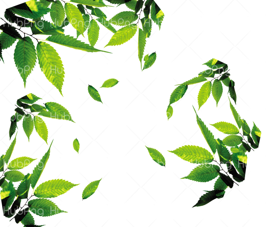 leaf png Transparent Background Image for Free