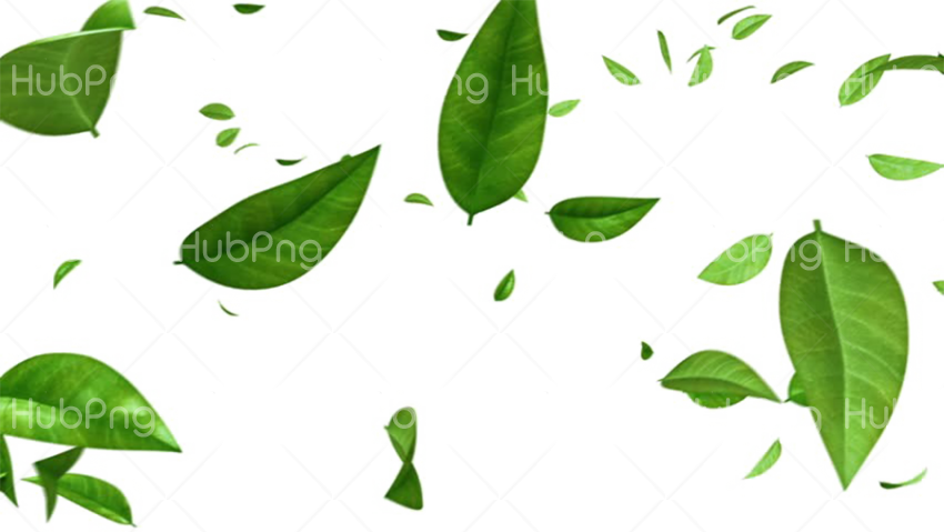leaf png green tree Transparent Background Image for Free