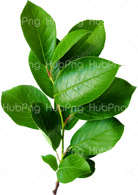 leaves png brunch tree green color hd Transparent Background Image for Free