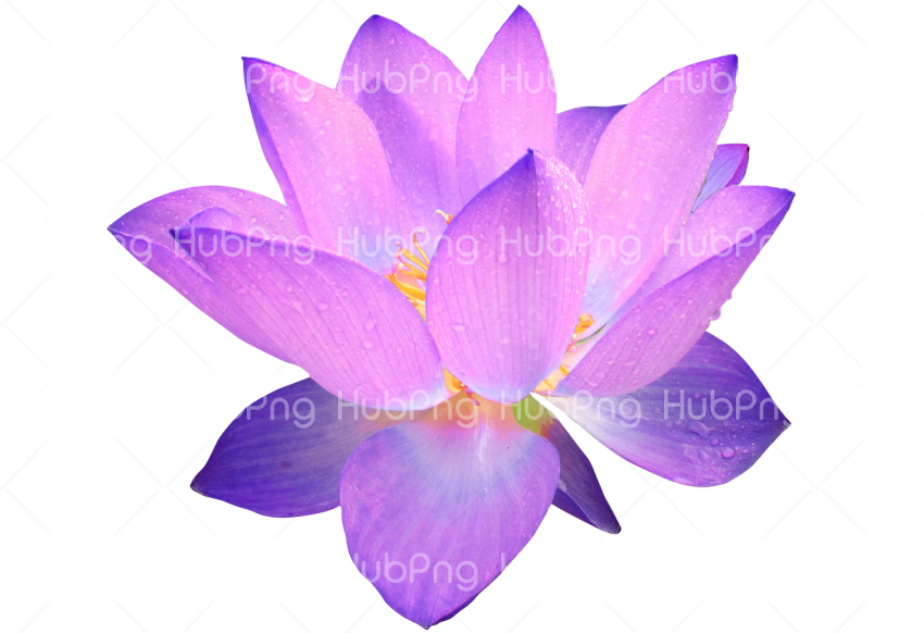 lotus flower PNG Transparent Background Image for Free