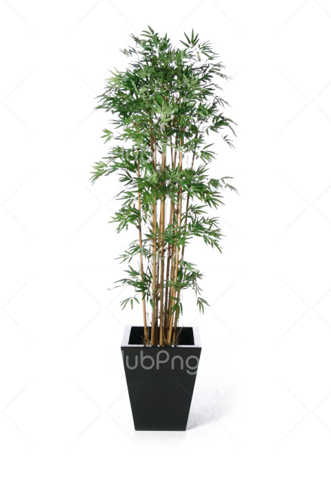 Download plant png home Transparent Background Image for Free