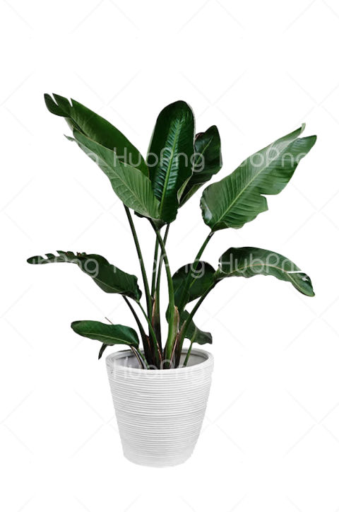 plant png indoor Transparent Background Image for Free