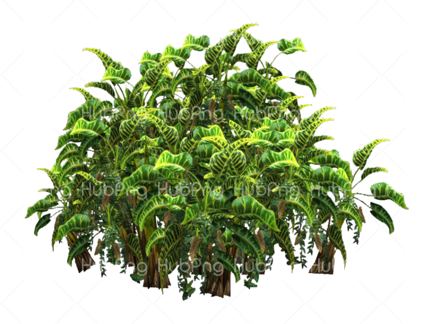 plants png Transparent Background Image for Free