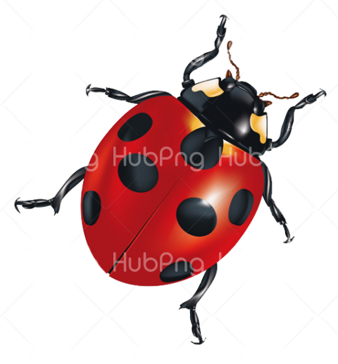 png ladybug Transparent Background Image for Free
