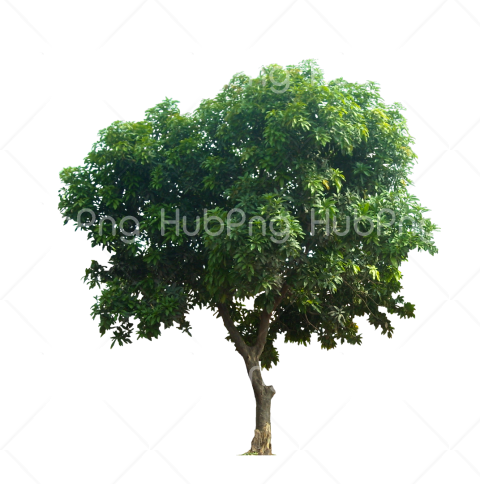 Download pohon png photoshop Transparent Background Image for Free