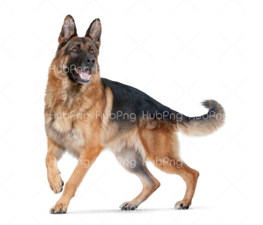police dog png Transparent Background Image for Free