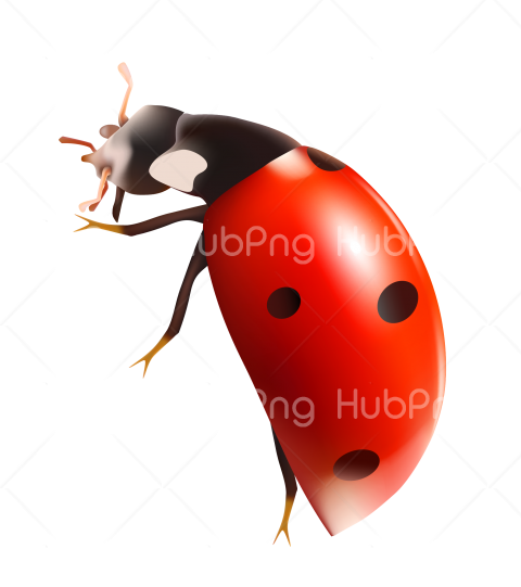 red ladybug png Transparent Background Image for Free