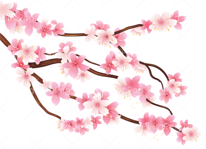 Spring Flower PNG image Transparent Background Image for Free