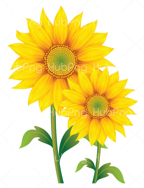 sunflower png vector Transparent Background Image for Free