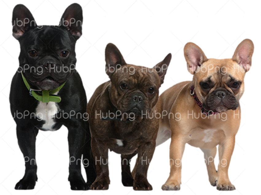 three dogs png pic Transparent Background Image for Free
