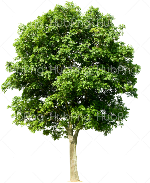 tree png alberi Transparent Background Image for Free