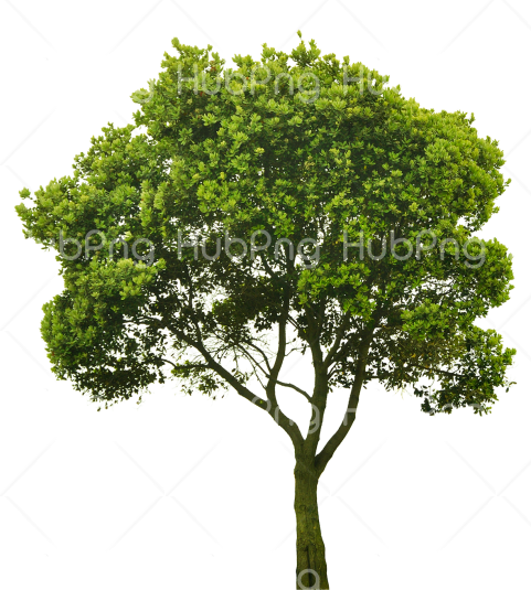 tree png hd green Transparent Background Image for Free