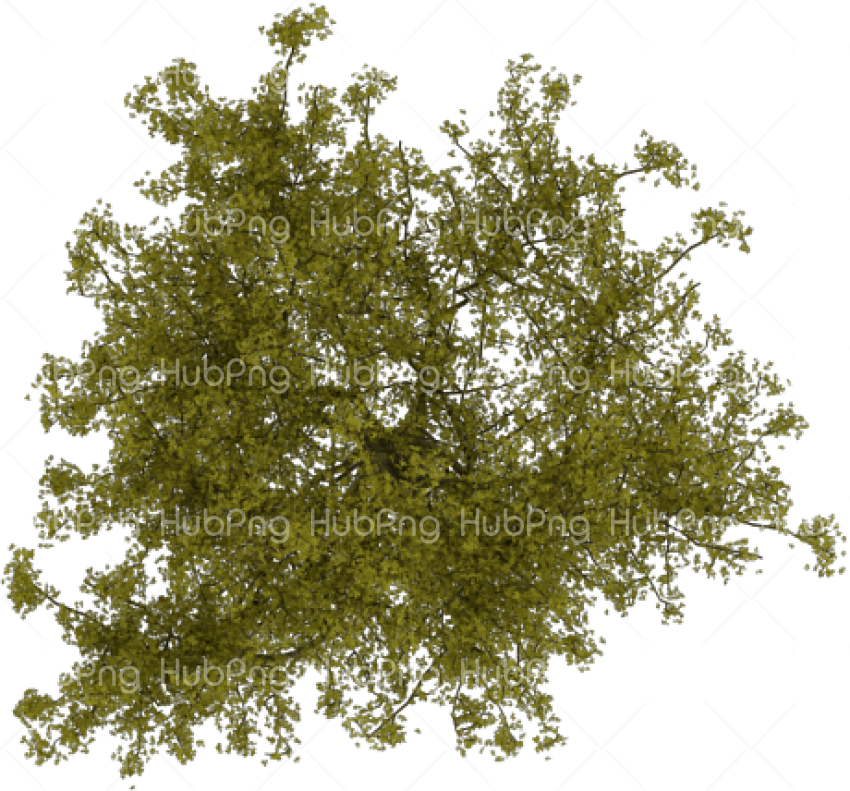 trees png hd Bäume Transparent Background Image for Free