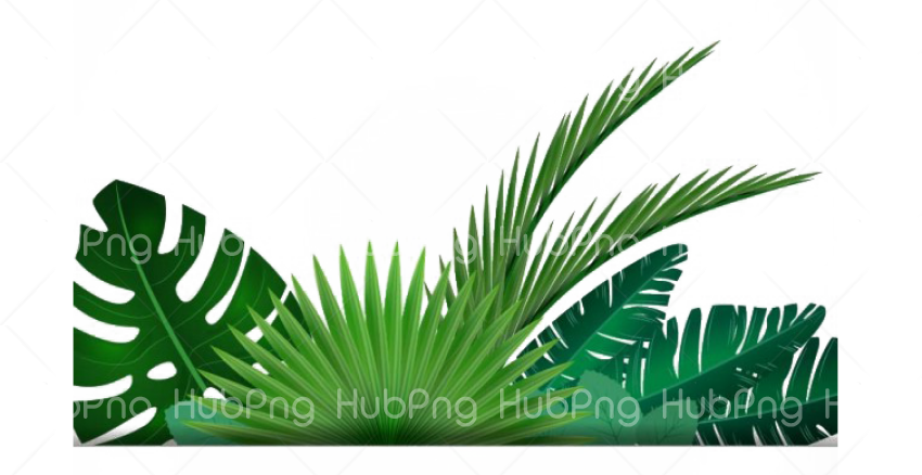 tropical png palm leaf Transparent Background Image for Free