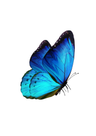 blue borboletas png