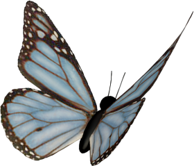 borboleta desenho