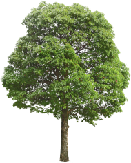 png tree