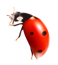 red ladybug png