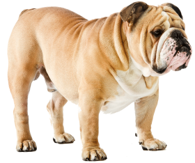 strong dog png