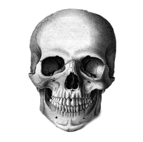 calavera png drawing Transparent Background Image for Free Download